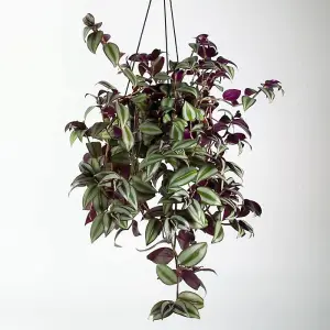 Tradescantia Zebrina Plant - 15-25cm In Height - Inch Plant For Indoors