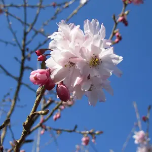 Prunus Autumnalis Tree - White-Light Pink Flowers, Colourful Autumn Foliage, Ornamental (5-6ft)