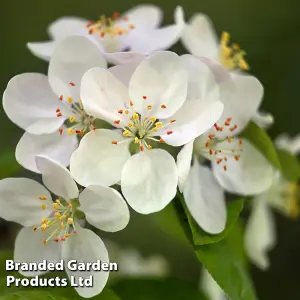 Grow Your Own Fruit  Malus (Crab Apple) Butterball (MM106) 1 Bare Root