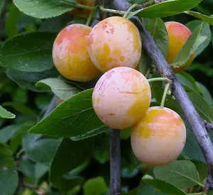 Mirabelle De Nancy Dwarf Patio Plum Fruit Tree 3-4ft Supplied in a 5 Litre Pot