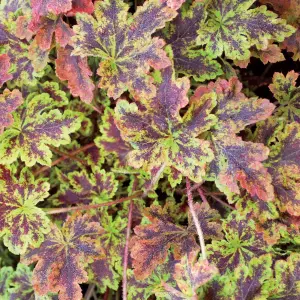 Heucherella Solar Power - Bright Green Foliage with Deep Red, Perennial Plant (15-30cm Height Including Pot)