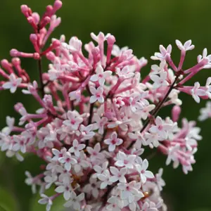 Microphylla Superba Lilac Shrub Plant Syringa Pubescens 12L Pot 1m - 1.25m