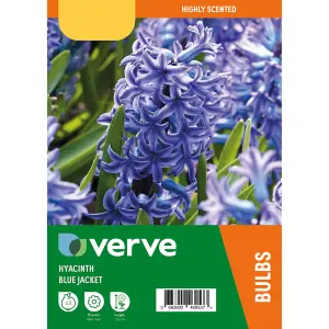 Hyacinth Blue Jacket 3 Flower bulbs