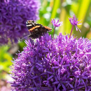 Big Buy Value Pack Allium Bulbs-Purple (17 Bulbs) Bee Friendly