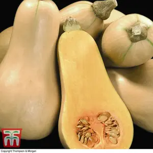 Butternut Squash Hunter 1 Seed Packet (10 Seeds)