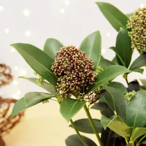 Skimmia Fragrant Cloud Plant in 2L Pot with Hessian Gift Wrap - Evergreen Outdoor Shrub - Easy to Grow Christmas Gardening Gift