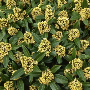 Kew Green Japanese Skimmia Shrub Plant Skimmia x Confusa 2L Pot