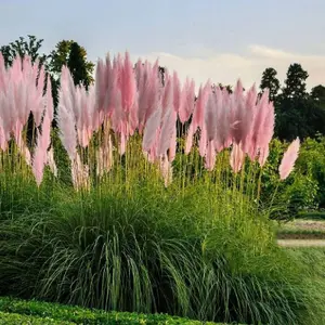 Pampas Grass 'Rosea' - Pink Cortaderia Plant in 2 Litre Pot - 35-45cm High