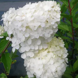 Hydrangea Polar Bear White Garden Shrub - Pure White Blooms (15-30cm Height Including Pot)