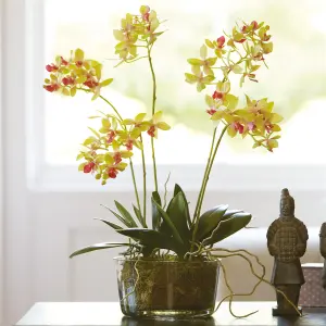 Bloom Artificial Petite Phalaenopsis Plant in Vase - Faux Fake Realistic Houseplant Floral Home Decoration - H45cm x W38cm