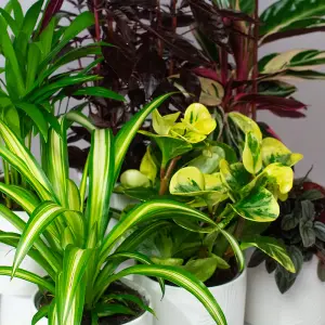 Pet Friendly Plants Indoor - Mix of 6 Real House Plants in 13cm Growers Pots