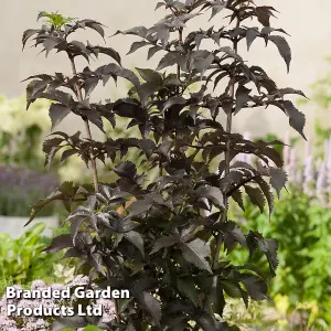 Sambucus Nigra Black Tower 9cm Potted Plant x 1