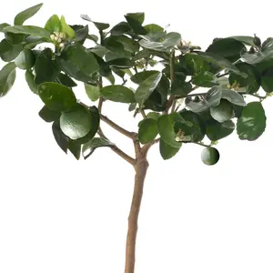 Lime Tree - Outdoor Fruit Tree, Grow Your Own Tasty Fruits, Ideal Size for UK Gardens in 20cm Pot (2-3ft)