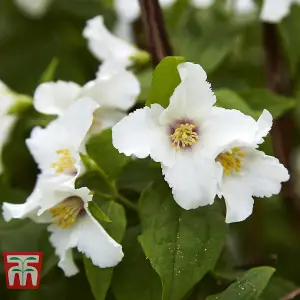 Philadelphus Belle Etoile 9cm Pot x 2