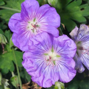 Geranium Azure Rush - Purple Flowers, Perennial Plant, Hardy, Moderate Height (30-40cm Height Including Pot)