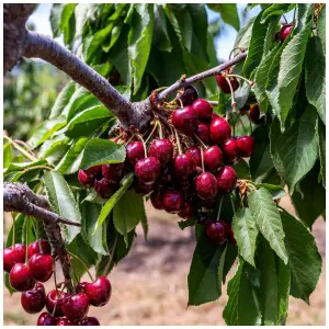 Burlat Cherry Tree, 5-6ft Tall, Dark Red, Sweet & Juicy Cherries