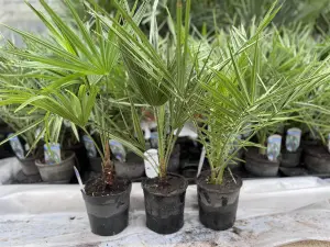 3x Mixed Hardy Palm Trees Plants in Pots Trachycarpus Chamaerops & Date Palm