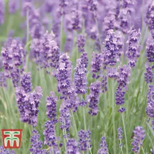 Lavender Munstead 1 Packet (110 Seeds)