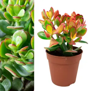 Crassula Ovata in a 12cm Pot - Money Penny Plant - Live Indoor Plant