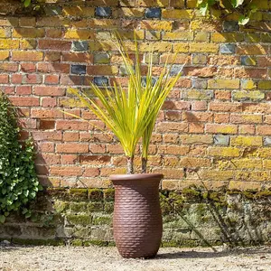 Primrose Rib Textured Fibrecotta Tall Round Planter In Coffee 33cm