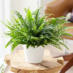 Boston Fern in 9cm Pot - Nephrolepis exaltata - Perfect Plant for Beginners