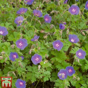 Geranium Mixed 10 Bare Roots Plants