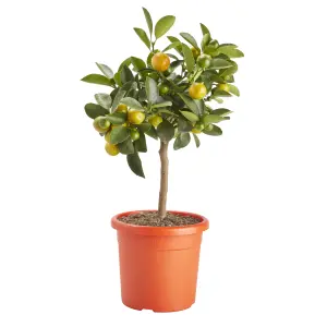 Verve Citrus in Plastic Grow pot 14cm