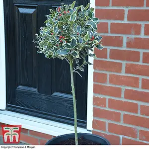 Ilex (Holly) Argentea Marginata Standard 2 Litre Potted Plant x 1