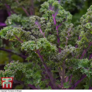 Kale Scarlet 1 Seed Packet (200 Seeds)