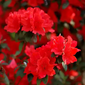 Azalea japonica Red 17cm Potted Plant x 1