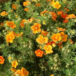 Potentilla Hopleys Orange Garden Plant - Orange Flowers, Compact Size, Hardy (15-30cm Height Including Pot)