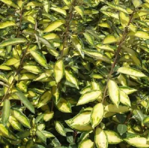 Direct Plants Elaeagnus Maculata Limelight Evergreen Shrub, 30-40cm Plant in a 3 Litre Pot