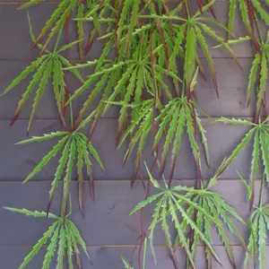 100cm Artificial Hanging Acer Spider Plant