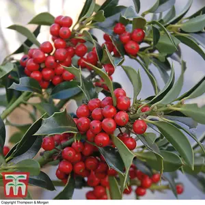 Holly Tree 'Green Alaska' Standard - 2 Litre Potted Plant x 1