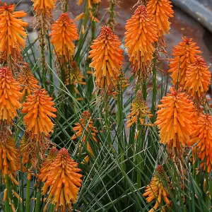 Kniphofia Poco Orange - Bright Orange Flowers, Upright Growth, Stunning in UK Gardens, Small Size (10-20cm Height Including Pot)