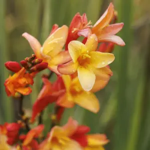 Crocosmia Orange Pekoe in 9cm Pot - Herbaceous Perennial - Ready to Plant