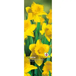 Tall daffodil collection yellow Flower bulbs, 3kg