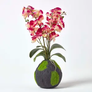 Homescapes Cream and Pink Phalaenopsis Artificial Orchid with Natural Base, 60 cm Tall