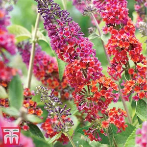 Buddleja Flower Power 2 Litre Potted Plantx 1