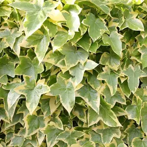 Hedera helix Goldchild Evergreen Vine Climbing Plant 60cm Cane 3L Pot