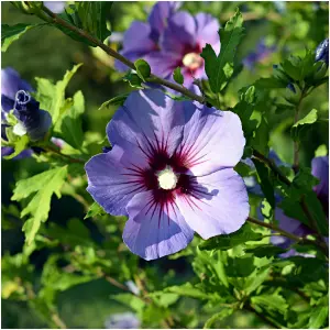 Hibiscus Syriacus Oiseau Bleu / Rose of Sharon in 9cm Pot, Violet Blue Flowers