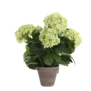 Hydrangea Arrangement in Pot Cream