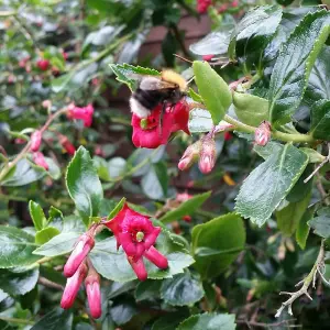 Escallonia Macrantha Garden Shrub - Red Blooms, Green Foliage, Compact Size, Hardy (15-30cm Height Including Pot)