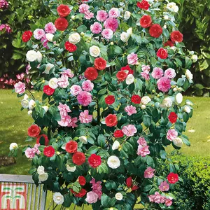 Camellia Tricolour 15cm Pot x 3