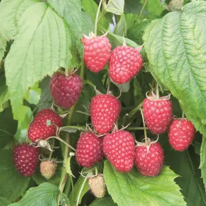 Lincolnshire Fruits Polka Potted 7 Litre (Raspberry)