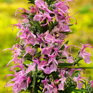 Rosmarinus Roseus Garden Plant - Pink Flowering, Compact Size (20-30cm Height Including Pot)