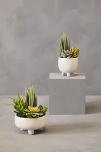 Fiori Mixed Succulents In Large Ceramic Pot Artificial Plant Foliage