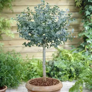 You Garden - Eucalyptus Tree 'gunnii' Standard 60-100cm Tall in a 2 Litre Pot - Outdoor Garden Trees for Pots and Patios