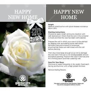 Happy New Home White Rose - Outdoor Plant, Ideal for Gardens, Compact Size