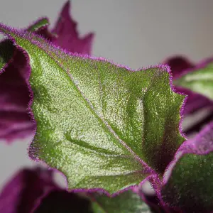 1 x Gynura aurantiaca Purple Passion Indoor Plant in 12cm Pot - Real Evergreen Trailing Houseplant Velvet Touch Foliage